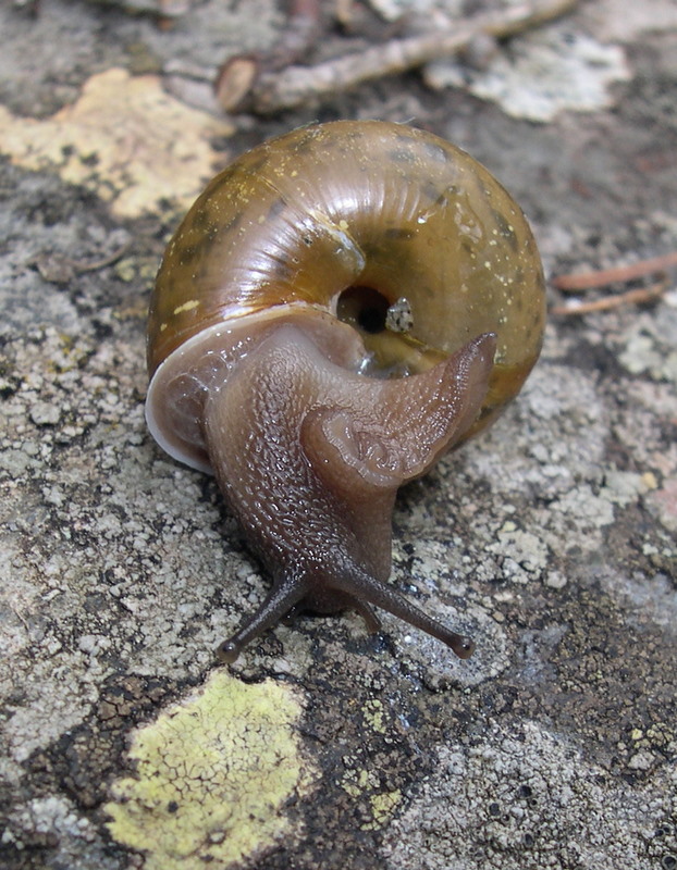 Chilostoma sp.